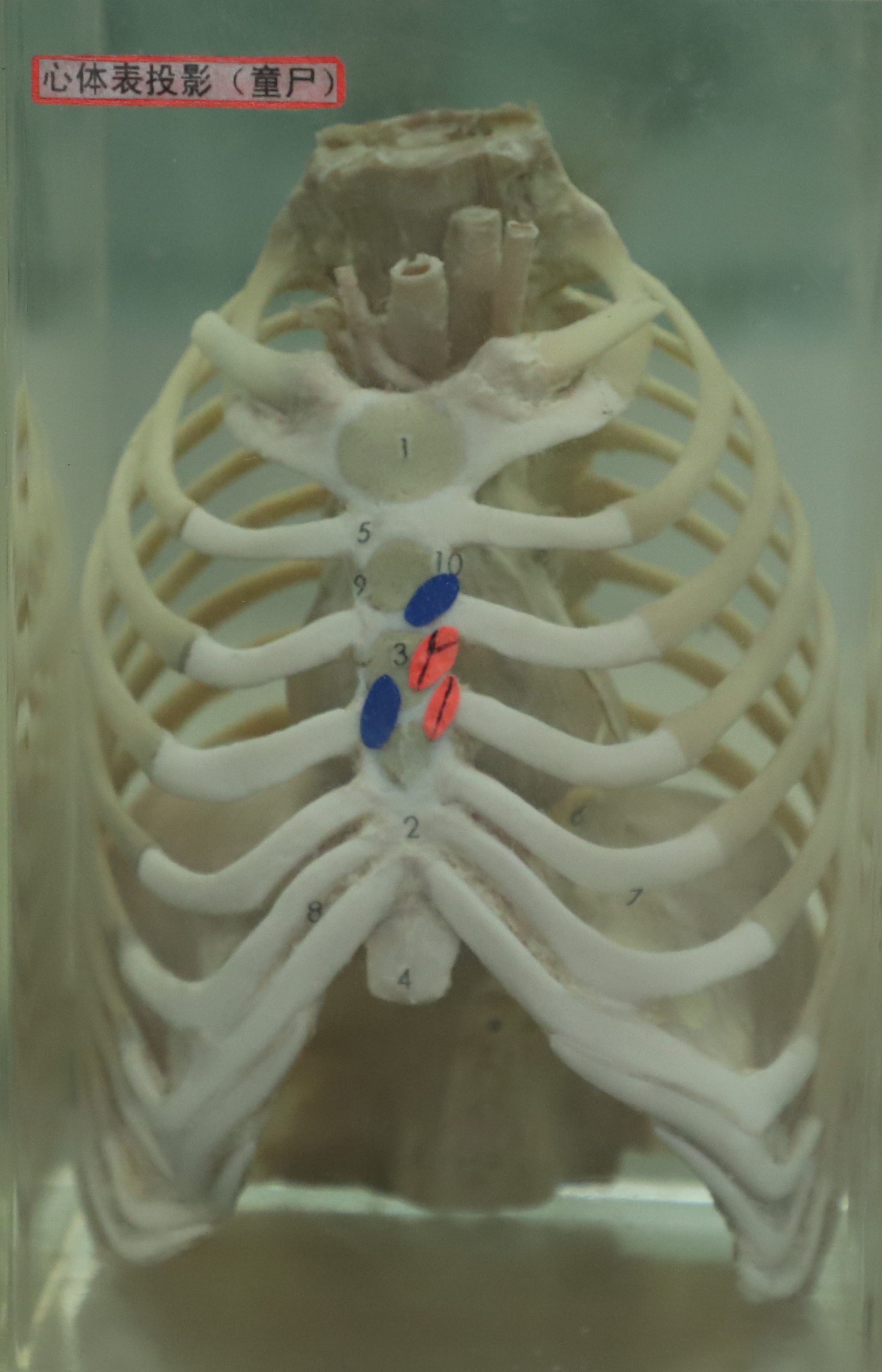 胸廓及心体表投影